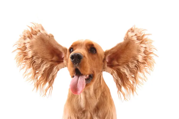 Cocker spaniel met vliegende oren geïsoleerd op wit. zeer expressi — Stockfoto
