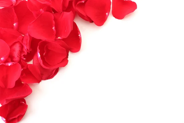 Close up of rose petals on white background — Stock Photo, Image