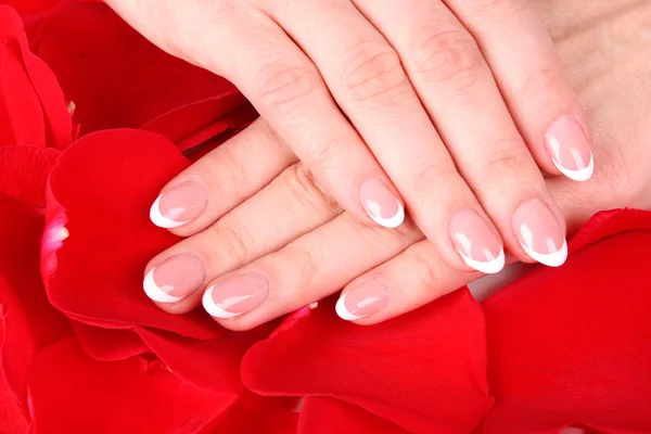 Belas mãos de mulher com manicure francês e pétalas de rosa em pi — Fotografia de Stock