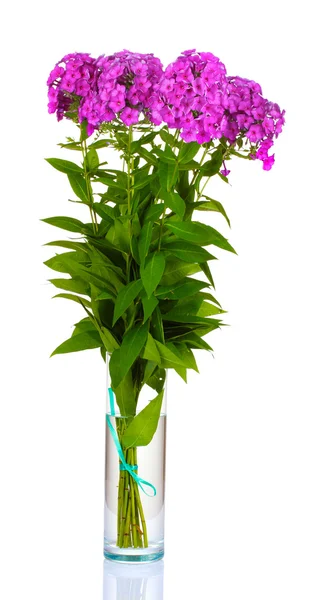 꽃병 화이트에 고립 된 플 록스의 꽃다발 — 스톡 사진