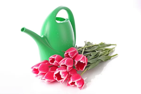 Watering can with tulips isolated on white — Stock Photo, Image