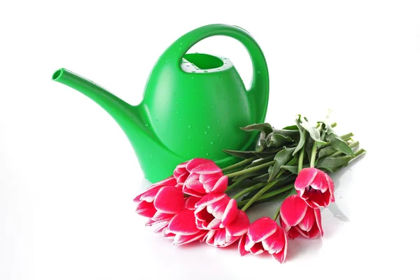 Watering can with tulips isolated on white — Stock Photo, Image