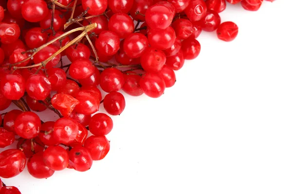 Röda bär av viburnum isolera på vit — Stockfoto