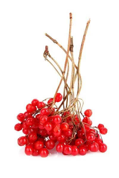 Red berries of viburnum isolate on white — Stock Photo, Image
