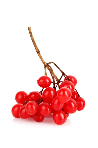 Rode bessen van planten van viburnum isoleren op wit — Stockfoto