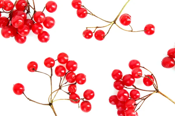 Bacche rosse di viburno isolato su bianco — Foto Stock