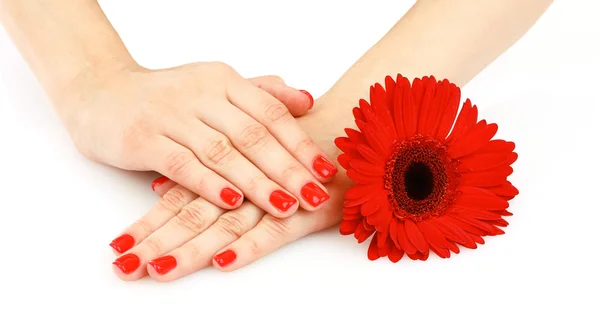 Hermosa manicura roja y flor sobre fondo blanco —  Fotos de Stock