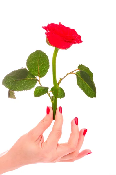 Belle rose rouge et la main de la femme isolée sur blanc — Photo