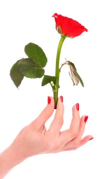 Beautiful red rose and woman 's hand isolated on white — стоковое фото