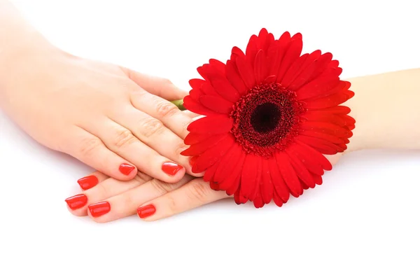 Beautiful woman's hands and a flower isolated on white — Stock Photo, Image