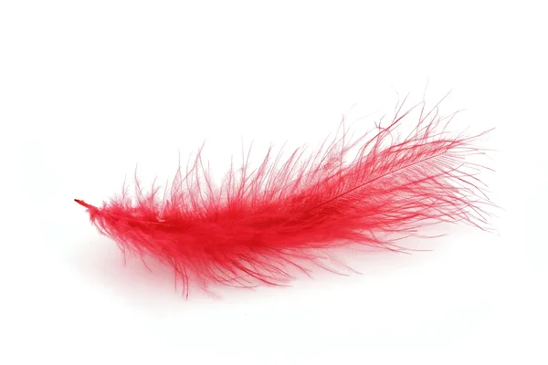 Beyaz zemin üzerine kırmızı kuş tüyü — Stok fotoğraf