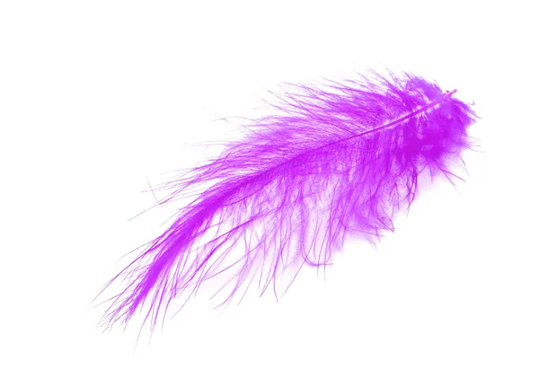 Violet feather over white background — Stock Photo, Image
