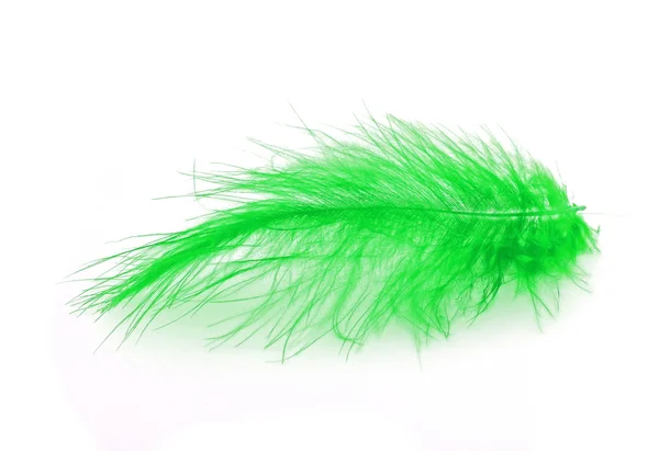 Green feather over white background — Stock Photo, Image