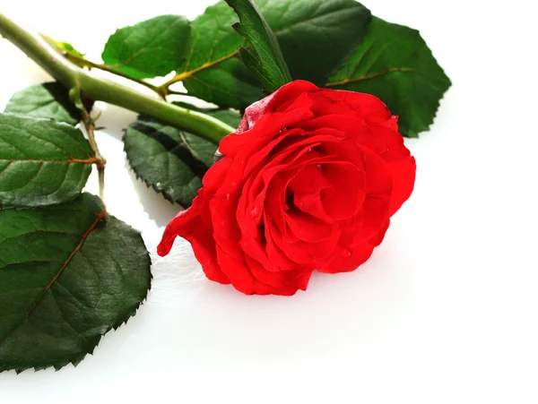 Röd ros isolerad på vit — Stockfoto
