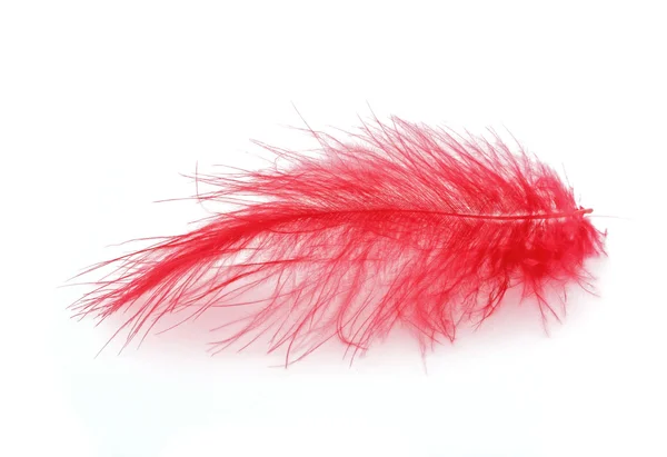 Red feather over white background — Stock Photo, Image