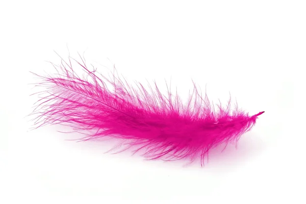 Pink feather over white background — Stock Photo, Image