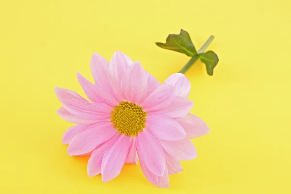 Pink camomile on yellow background — Stock Photo, Image