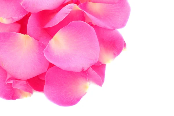 Лепестки роз на белом — стоковое фото