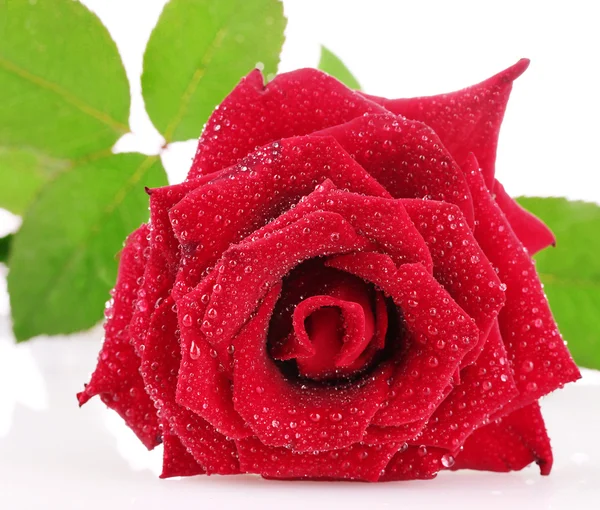 被白色隔离的红玫瑰 — 图库照片