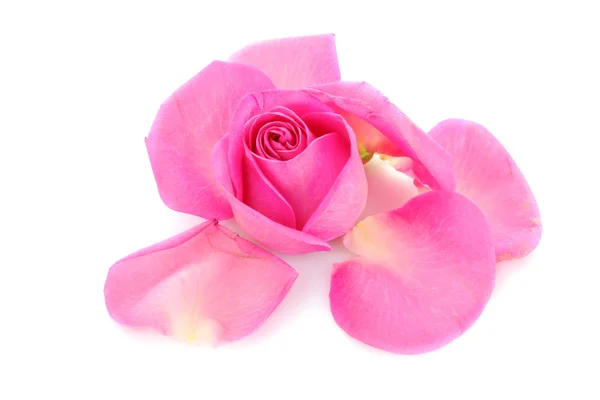 Petali di rosa rosa con rosa su bianco — Foto Stock
