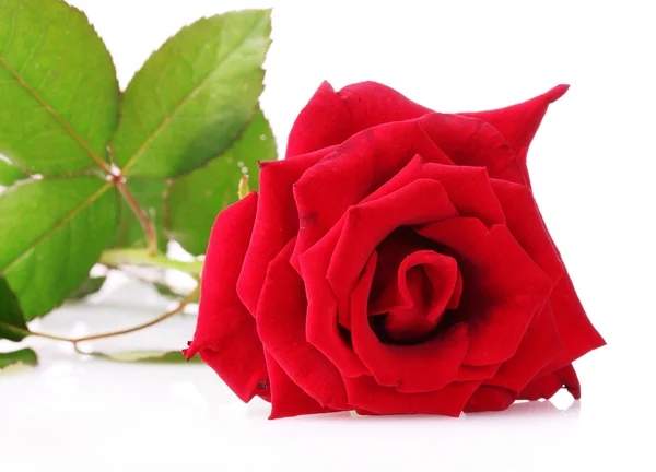 Красная роза изолирована на белом — стоковое фото