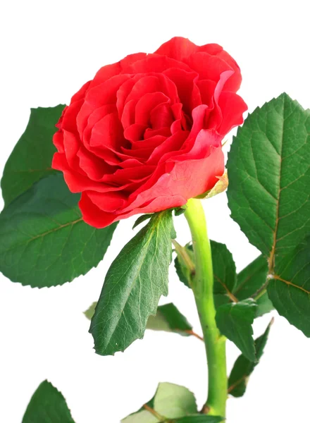 Červená růže izolovaná na bílé — Stock fotografie