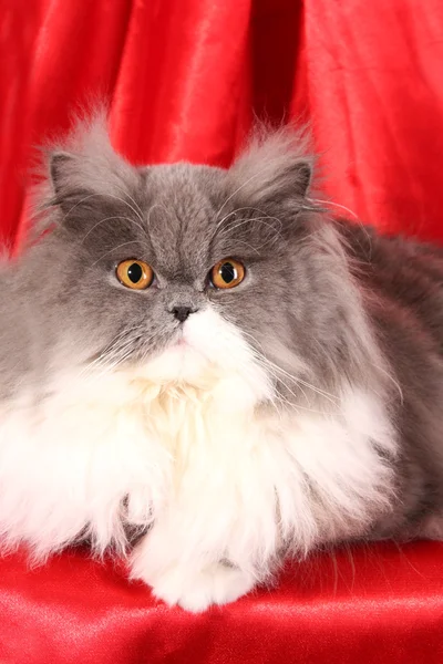 빨간색 배경에 회색 페르시아 고양이 — 스톡 사진