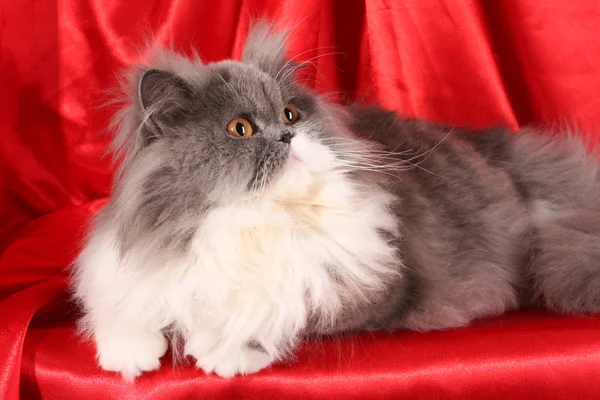 빨간색 배경에 회색 페르시아 고양이 — 스톡 사진