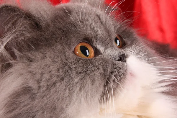 Šedá perská kočka na červeném pozadí — Stock fotografie
