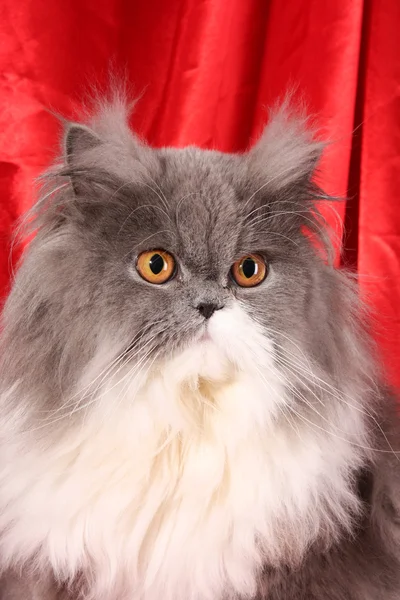 Grijze Perzische kat op rode achtergrond — Stockfoto