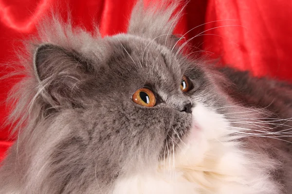 赤の背景に灰色のペルシャ猫 — ストック写真
