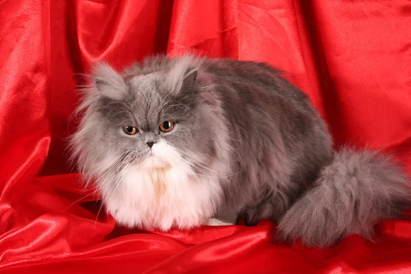 Серый персидский кот на красном фоне — стоковое фото