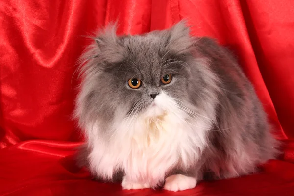 Grey persian cat on red background — Stock Photo, Image