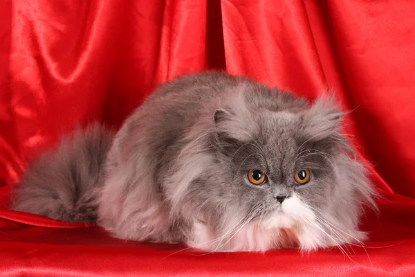 Gatto persiano grigio su sfondo rosso — Foto Stock