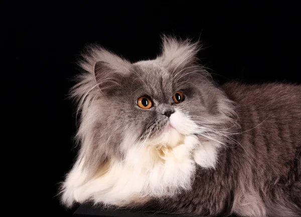 Grå persisk katt på svart bakgrund — Stockfoto