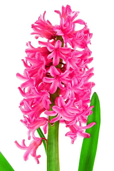 Pink hyacinth isolated on white background — Stock Photo, Image