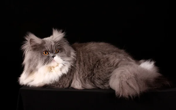 黑色背景上的灰色波斯语猫。 — 图库照片