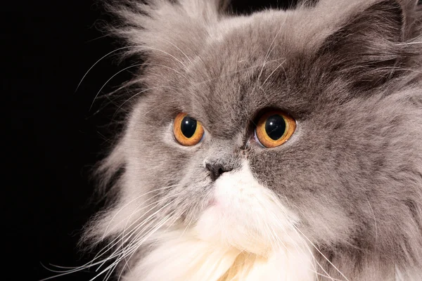 Gatto persiano grigio su sfondo nero — Foto Stock