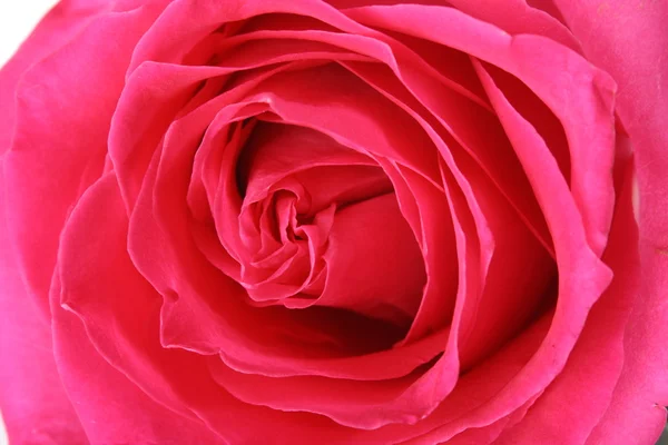 Macro image of big and beautiful pink rose. Extreme close-up Stock Photo