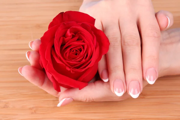 Woman hands with french manicure holding red rose Stock Photo