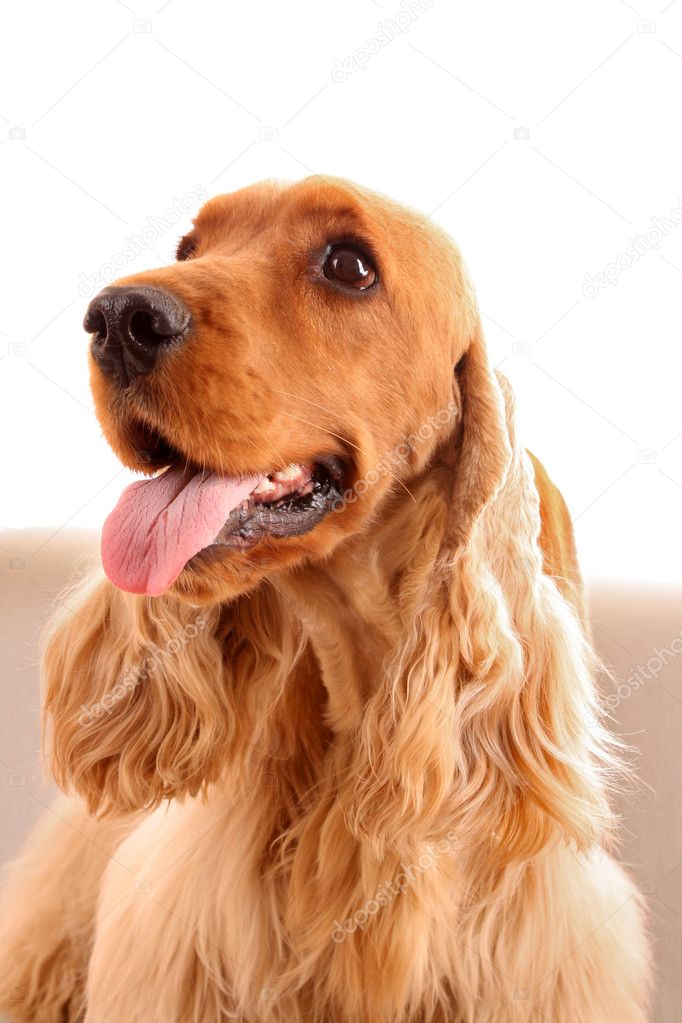 Young brown cocker spaniel on white background