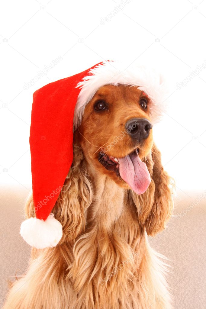 Young brown cocker spaniel in christmas hat on white background