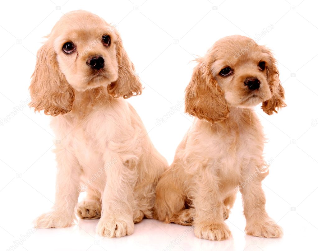 Spaniel puppies isolated on white