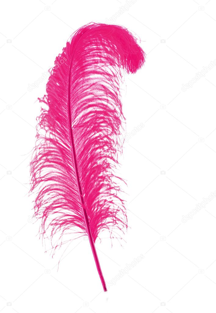 Big pink feather on white background