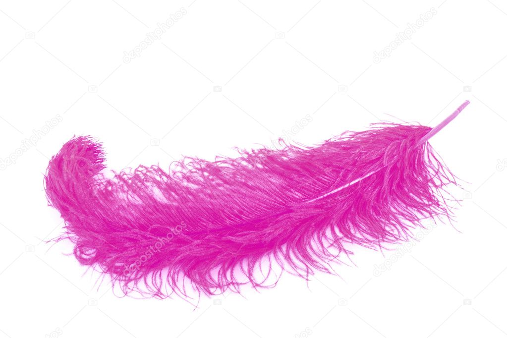 http://static6.depositphotos.com/1177973/666/i/950/depositphotos_6661731-Big-pink-feather-on-white-background.jpg