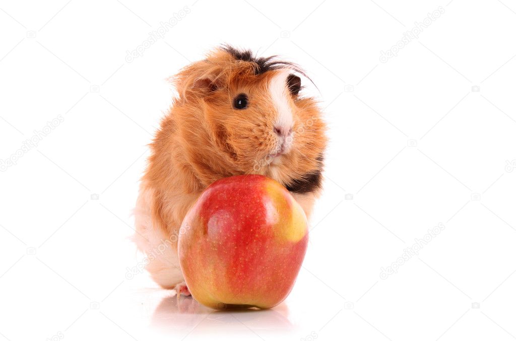 Brown cavy and red apple on white