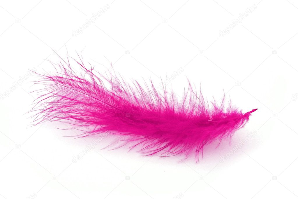 Pink feather over white background