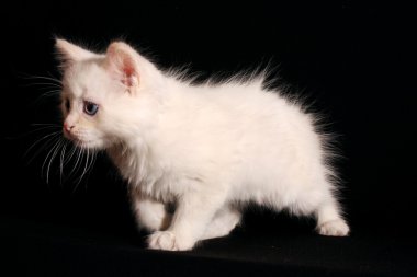 siyah arka plan üzerine genç beyaz kedi