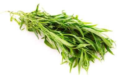 Tarragon isolated on white clipart