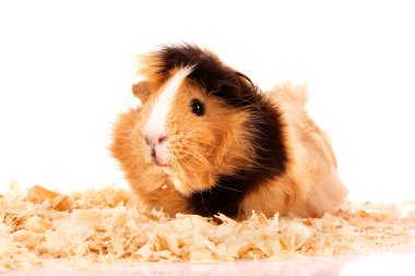 Funny brown cavy in sawdust on white background clipart